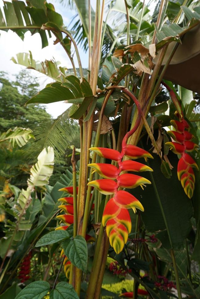 敷地内には、こんな植物も。