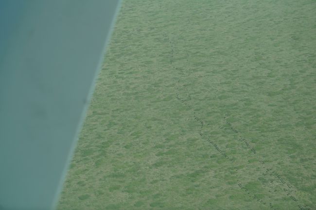 ヌーの大移動！<br />実は、これが見たくて、12月のセレンゲティを決めたのだが、実際には、もっと南下しており、セレンゲティでは見ることができなかった･･･でも、軽飛行機からでも、見えたからよかった。