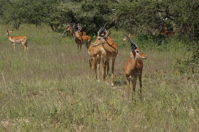 「まっすぐホテル？それとも、ゲームドライブしながら？」とのドライバーの質問に、カナダ人の奥さん、「まっすぐ行って！」と即答。<br />でも、動物が見えると写真を撮り出し、結局ゲームドライブをしながらホテルへ向かうことになる。