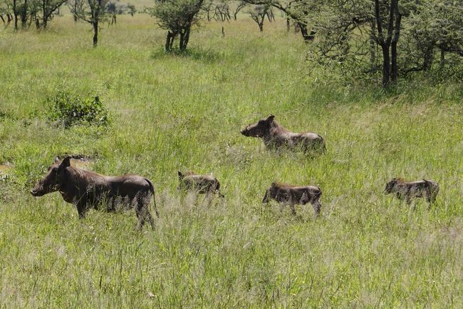 イボイノシシ。車に気付くと、すぐに逃げてしまう。