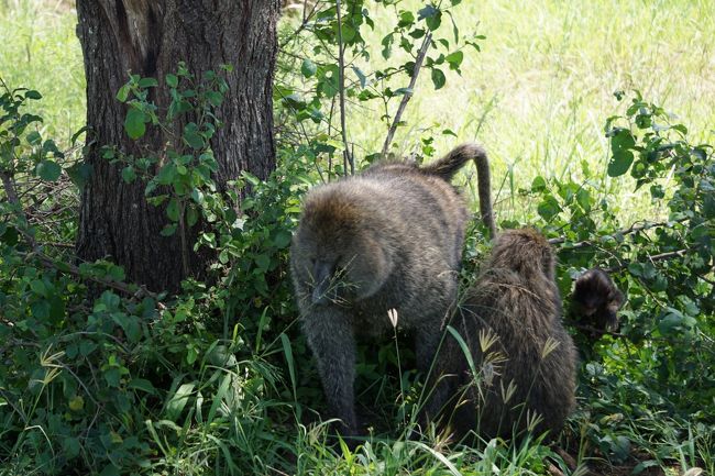 バブーン。この後、木に登って、木の表面をはがして蟻やら虫やらを食べていました。そういうシーンは、動画で撮影した方が、帰宅後にも楽しめる。