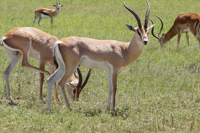 グランツガゼル。日本にいるときにガイドブックで、動物を覚えようとしたけれど、なかなか覚えられなかった。でも実際に行って見ると、大きさとか色とかの違いがはっきりと理解でき、スーッと頭に入っていった。