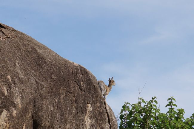 さて、ロッジから事前に用意されていた提案スケジュールでは、この日はリラックスDAYとのことでしたが、じっとしてなんかいられない！早速、この日の午後のゲームドライブをお願いすると、OK！とのこと。午後3時より、ゲームドライブ開始です！<br />岩の上に、クリップスプリンガー。