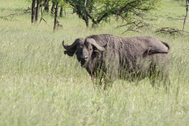 バッファロー。実際に見ると結構大きめです。こちらをずっと見てくるので、撮りやすい動物です。