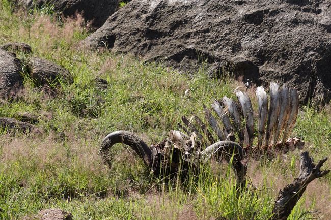 バッファローの骨。残念ながら、eating&amp;hunting場面を見ることはできませんでした。みなさんの旅行記などを見ていて、期待していたものの、やはり自然が相手。思うようにはいかないこともあります･･･