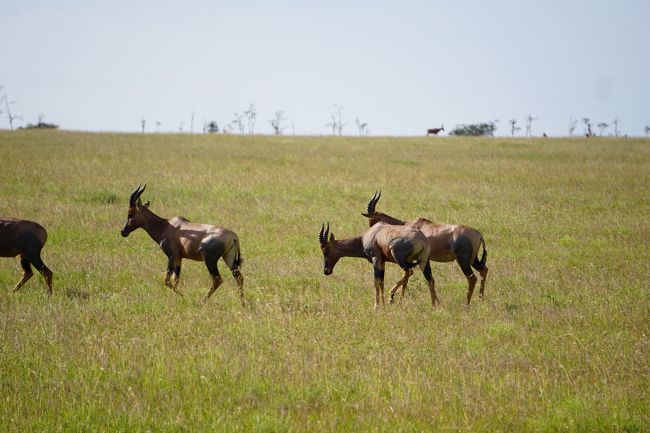 トピ。見かけるとすぐに逃げるので、シマウマ同様、写真になかなか撮ることができません。