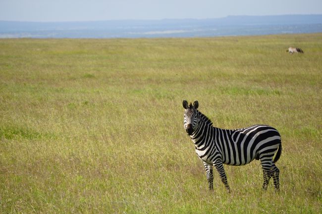 草原とシマウマ。気持ちが解放される！