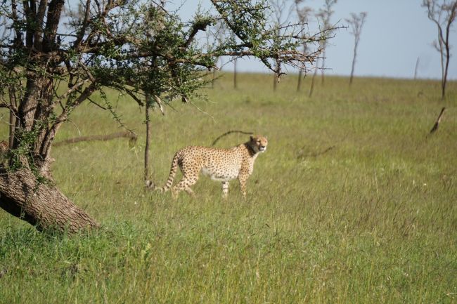 と、いつの間にか、チーターが！すぐに草の陰に隠れて見えなくなりましたが、続々と動物たちを見ることができて、もうワクワクしっぱなし！