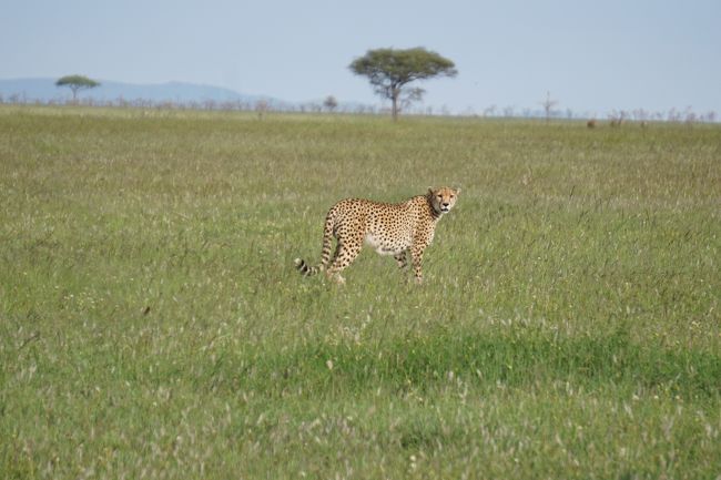 あぁぁ･･･いつまでも見ていたかった･･･チーターは、警戒心が高いようで、すぐに隠れてしまうらしく？、ちょっと距離を置いて眺めます。<br />このあたりで初めてのゲームドライブ終了。ちなみに、ドライバーへのチップは、相場なのかちょっとわからないのだけれど、午後のみ３時間ほどで20ドルを渡したかな。