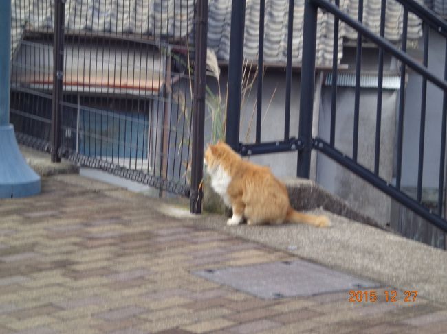 茶白長毛のまさしくもふもふさんです。