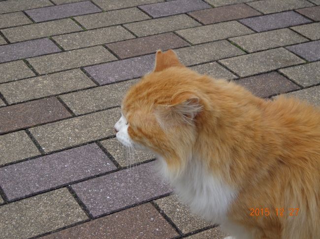 さくらねこさんですね。人を怖がりません。