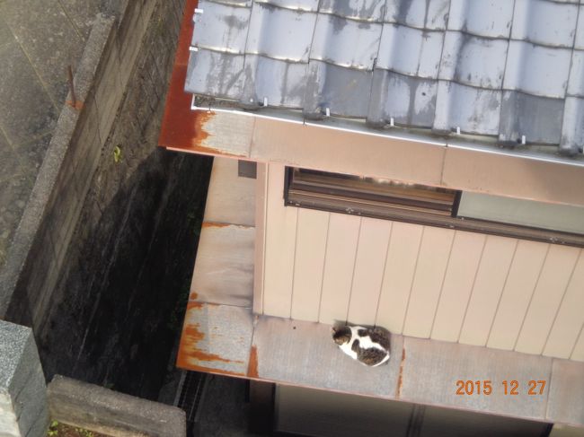 見下ろすとまたもふもふさんが日向ぼっこ。暖かい日でしたからね。