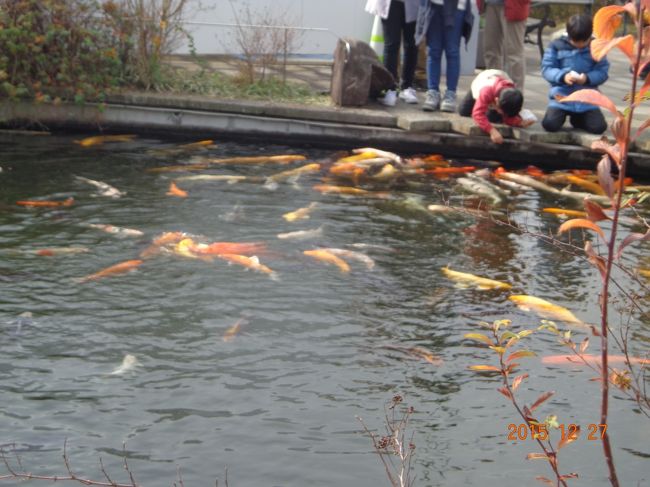 グラバー園の鯉。