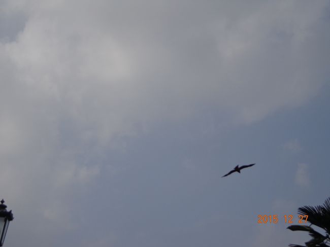 先月軍艦島でも思ったんですが。。長崎は鳶が多いですね。ピーヒョロロと鳴きながら上空を旋回していました。