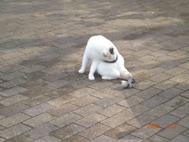 乗り場前の広場はもふもふスポットのようです。<br /><br />この子は白三毛。