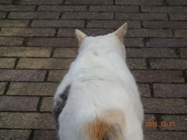 白三毛さんの後頭。