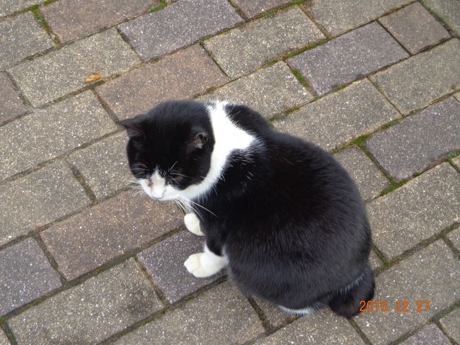 この子はいかにも長崎猫らしいボンボンしっぽでした。<br /><br />私が他の子をもふっていると，いつの間にか横にちょこんとお座りしていた可愛い子です。