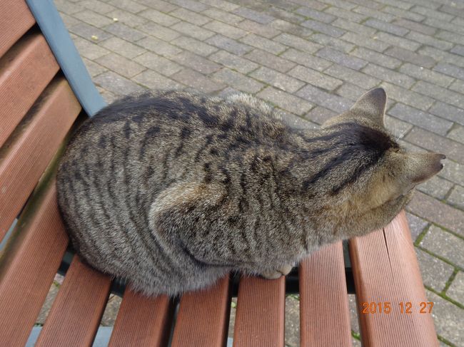 既出のキジトラ嬢。