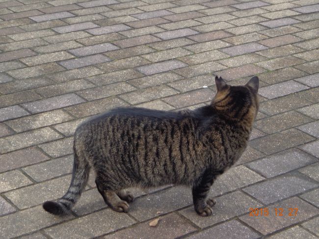 別のキジトラ嬢。<br /><br />結構強面だったのですが，ひっくり返ってお腹まで見せてくれました。もふりまくりです。