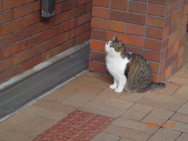 エレベーター脇にちょこんと佇んでいた白キジさん。<br /><br />この広場に出没する猫ちゃんたちは，全部さくらねこさんでした。皆丸々として人懐っこくて地域の人に可愛がられているんでしょうね。