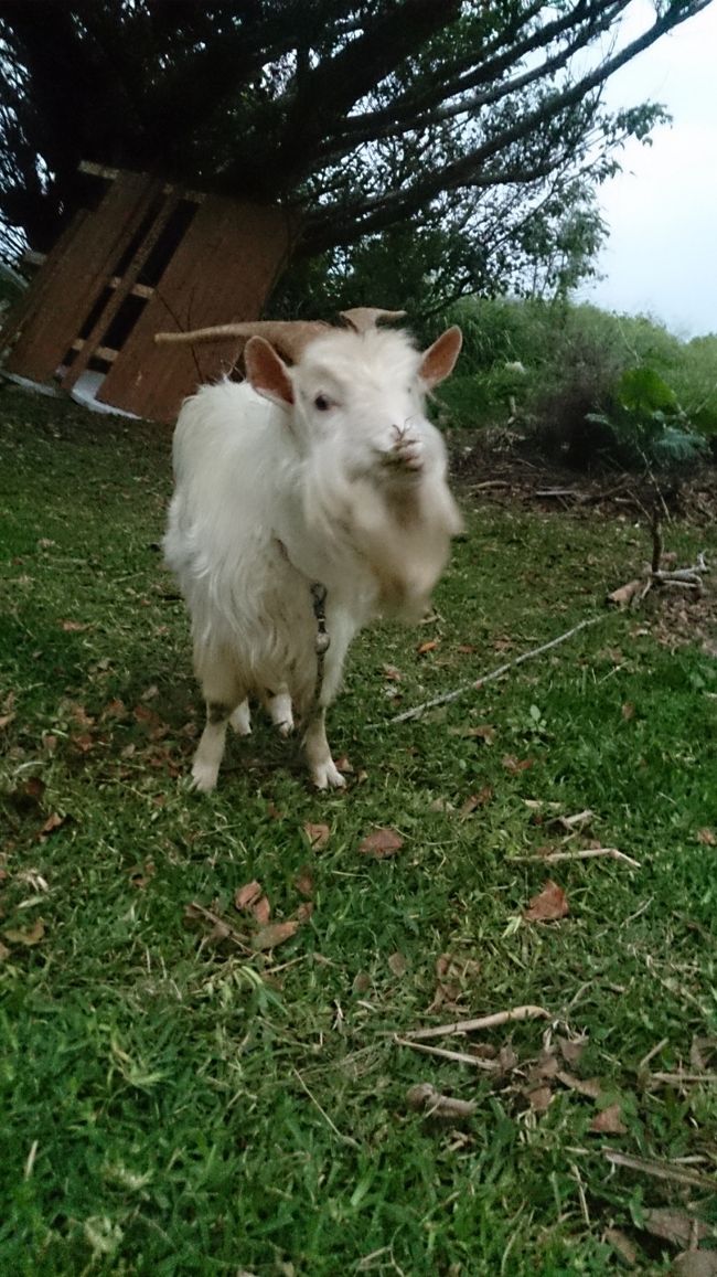 庭にヤギが、おりました。<br />癒しでございますな。