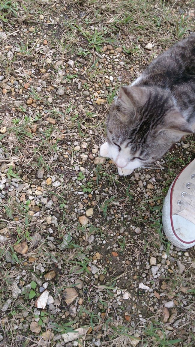 猫がおりました。<br />かわいい…