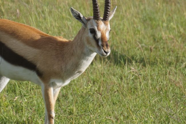 インパラ。<br />このサファリのために用意するカメラについてもいろいろ調べました。「サファリでいい写真を撮りたい！」という気持ちはあるものの、そこまで本格的なものでは扱いきれないし、かといってそこそこ望遠はほしいなぁ･･･と思っていました。<br />結局、私はSONYα5100（200ﾐﾘ）を1年前くらいに買っておきました。夫はCANONのEOS（200ﾐﾘ）。もちろん、もっと望遠でもよかったかな、という気持ちはありますが、普段使いの状況からいって、この程度でよしとしましょう！