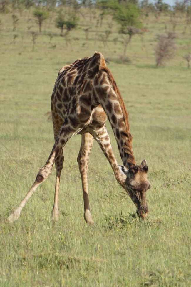 地面の草を食べるジラフ。