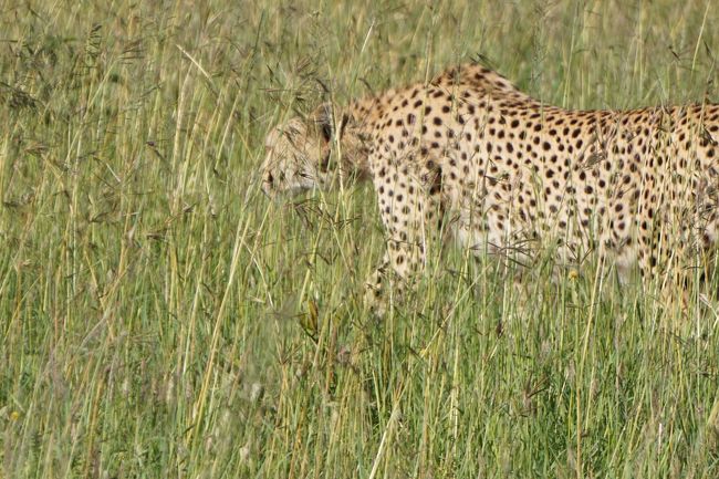 お！そして、ドライバーが草むらからチーターを発見！周囲の仲間に無線で見つけたことを連絡しています。<br />フォーシーズンズのゲームドライブでは、ドライバーが一人のみ。ガイドはつきませんでした。でも、「ライオンに敵はいるの？」といった質問にはわかりやすく答えてくれました。また、私たちは特に見たい動物の希望を言わなかったのですが、チーター・ライオン雌・ライオン雄を見たら、自然とレオパードを探してくれていました。<br /><br />さて、サファリカーについて。空港迎えのときはカナダ人の夫婦と混載でしたが、それ以外のゲームドライブ＆空港送りのときはすべて、私たちはプライベートでした。混載も混載でおもしろい面もありそうですが、ゲームドライブは午前3〜4時間、午後3時間〜4時間と、結構長い時間を費やすので、プライベートで気遣いなく過ごせて、結果としては満足でした。
