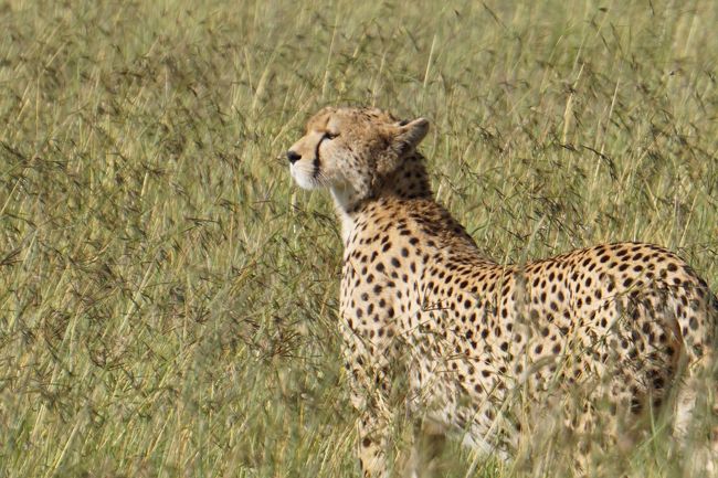 もっと見ていたい･･･ですが、人の気配を感じると、このチーターも逃げていってしまいました。