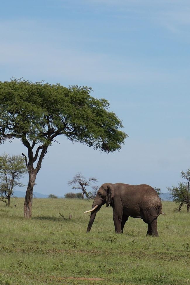 ゾウ。<br />ゾウは群れのものも、個別で行動するものもいて、「なぜ？」と自然に疑問に思う→理由を聞く→生態を知る→自然のすごさを知る、という一連の流れが心地よかった。