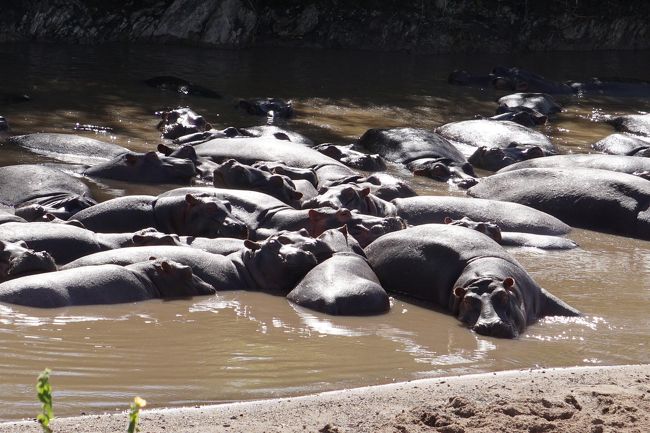 HIPPO　POOLにて。カバたち。<br />甲羅干しをしているカメのようなカバ･･･