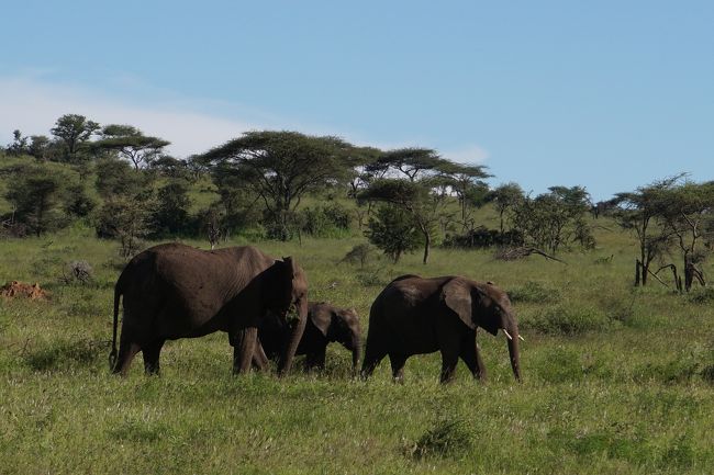 雄大な景色とゾウ。
