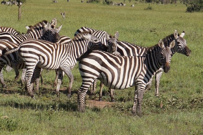 シマウマ。ときどき、道で砂浴びをしています。