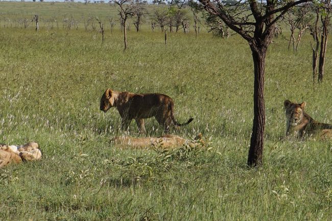ん？あれ？これは･･･<br />メスライオン！