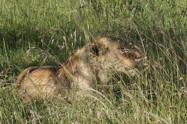 あ〜草に隠れてうまく撮れない！