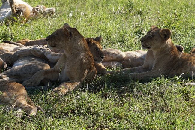 と、道の反対側には･･･ん？うじゃうじゃいる！