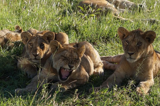 お腹にポツポツと斑点があると、子どもとのこと。お互いを甘噛みし合ったり、じゃれあったり、見ていてほのぼのとしました。（ライオンなのに･･･）<br />ドライバーさんに、「Are you happy?」と聞かれ。もちろん「Yes,so much!」<br /><br />ドライバーさんは、仲間たちにもこの発見を連絡。4台ほどのサファリカーが駆けつけてきましたが、特等席は私たち。この状態で、40分くらい、ライオンたちを眺めていました。