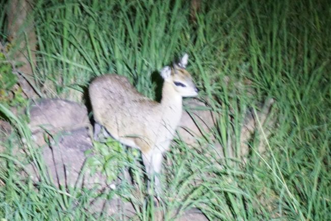 レストラン棟から、部屋へのアプローチから撮影。夜は真っ暗なので、マサイのスタッフがエスコートしてくれるのですが、「ディクディクだよ。」と。