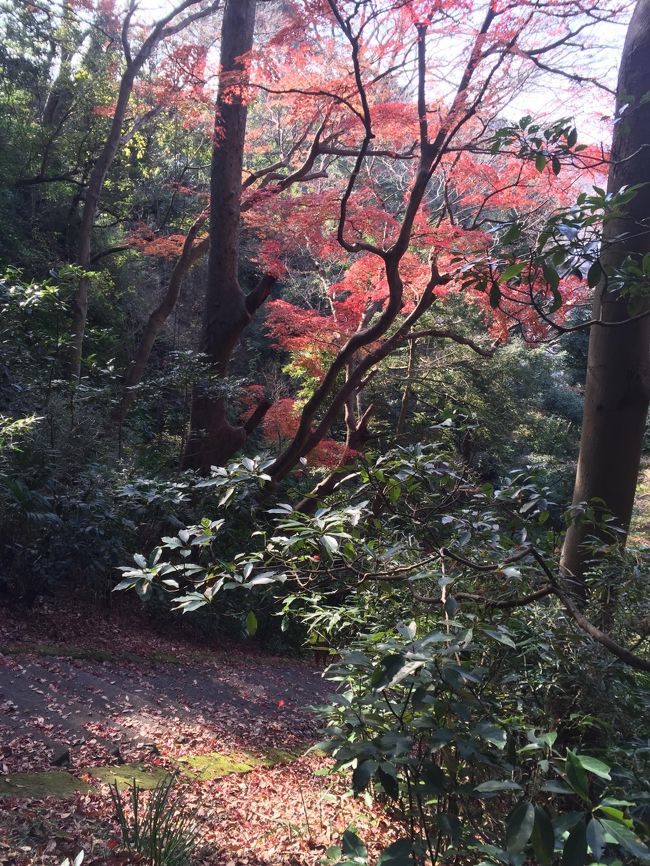 紅葉が残ってた。