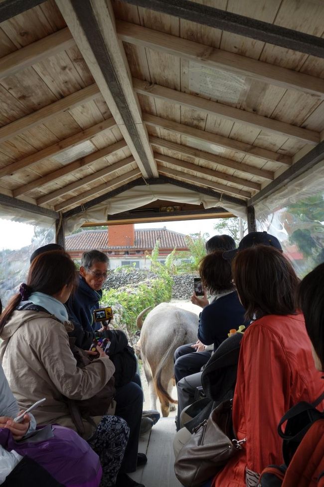 まずは水牛車にのって観光です。ゆったりとしていて竹富島の雰囲気とぴったりでとても癒されます。