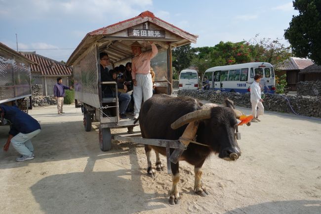 水牛車での観光後、レンタサイクルで島内を一周しました。