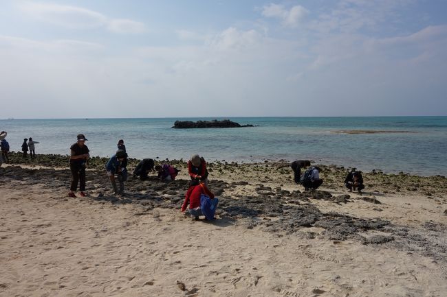 みなさん星砂を探しています。