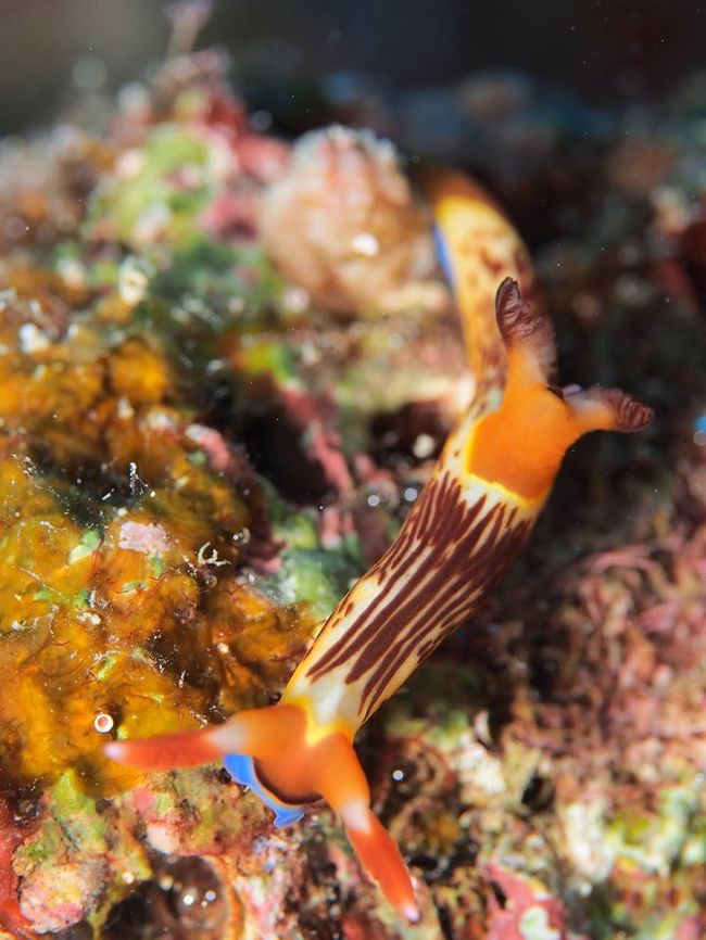 クロスジリュウグウウミウシ（？）