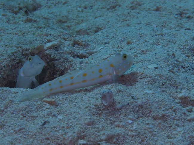 もう一匹穴から出てきた( ・∀・)