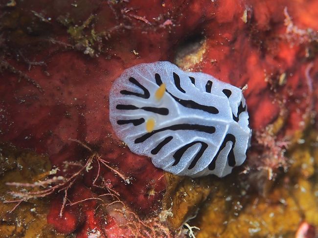 ユキヤマウミウシ