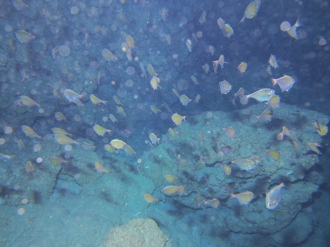 そういえば洞窟で撮影する時って、ストロボってどうしたらいいの？<br />ストロボたくとゴミが映るし<br />