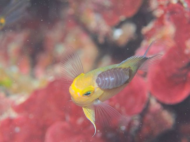 寄生虫をつけたマルスズメダイ<br /><br /><br />ギャー！キモーイ！！<br /><br />「これ取ってあげられないんですか？(´；ω；｀)」<br />「いや、取りたいけど早くて捕まえられないからね」<br />ですよね(；´∀｀)<br />こんな早く動いているのにばっちし写真撮っちゃうところが<br />才能の無駄遣いｗｗ<br />こういうところじゃないんだよ、いい写真を撮りたいのはｗｗｗ<br />最後の最後でこんな写真とはそれもまた私らしいですな。