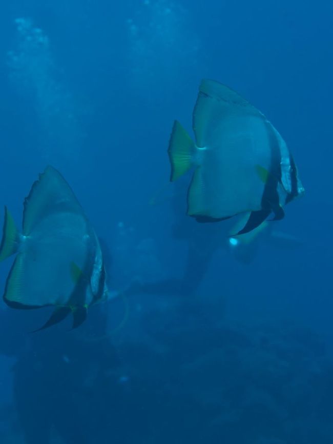 ２本目はアカククリの館<br />たしかに館っていうくらいたしかにアカククリめっちゃいるｗ<br />こういうポイント名って誰が付けるんだろうねｗ<br />初島のダイワハウスとかさｗ<br /><br /><br />