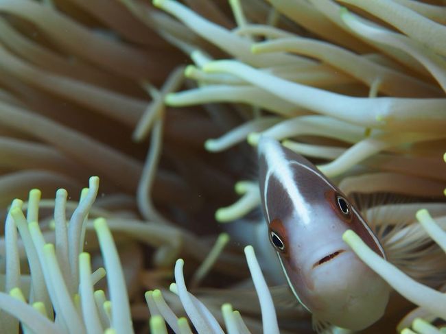 ハナビラクマノミ<br />カクレクマノミとハマクマノミがいっぱい見るけど<br />このクマノミは初めて見る！<br />